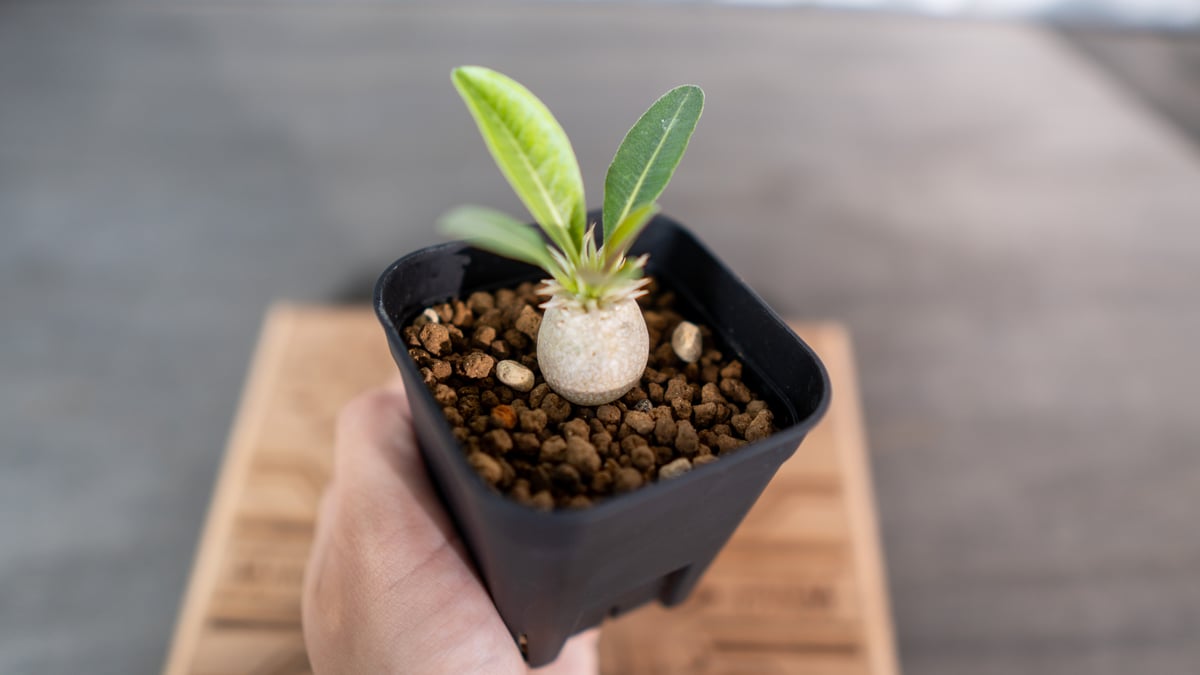 パキポディウム ブレビカリックス 沖縄実生 | mana's farm:塊根植物