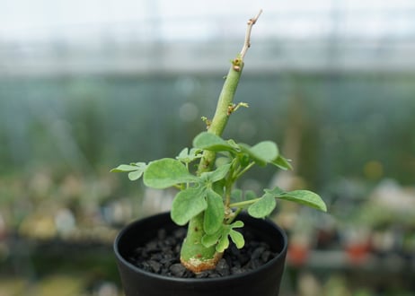アデニア　グラウカ　Adenia Glauca　No.1