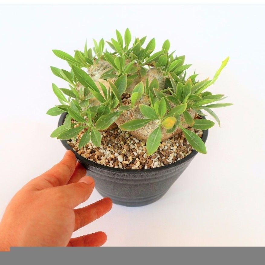 パキポディウム 恵比寿笑い | mana's green:塊根植物販売|マナズ パキポディウム 恵比寿笑い | mana's green:塊根植物販売|マナズ