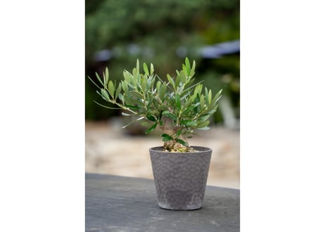 【希少超大株】オリーブ古木 鉢直径40㌢ 盆栽風仕立 塊根 発根済 珍奇植物 希少超大株】オリーブ古木 鉢直径40㌢ olive盆栽 塊根 発根済 珍奇