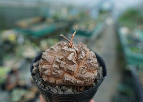【長谷川園芸産】亀甲竜　Dioscorea elephantipes　No.5