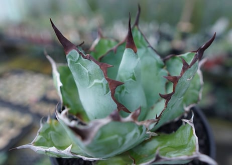アガベ　チタノタ　 ブラックアンドブルー 　Agave titanota black and blue　No.3