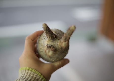 グラキリス　抜き苗《 9 》