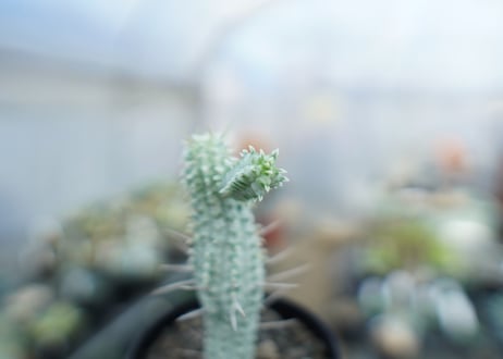 ユーフォルビア　ミルクトロン　Euphorbia mammillaris cv. variegat　No.2
