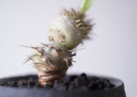 Pachypodium brevicaule