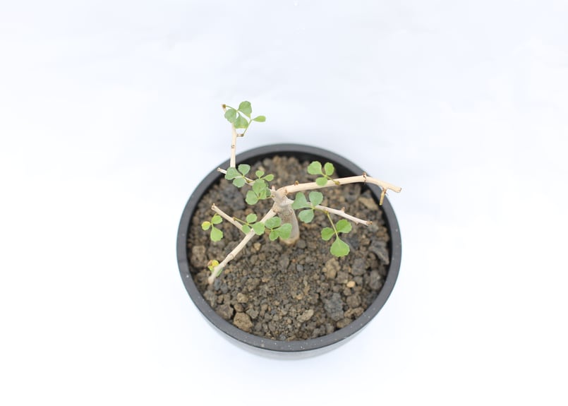 咲*音様 コミフォラカペンシス　良型コレクション株 咲*音様 コミフォラカペンシス 良型コレクション株 咲*音様 コミ