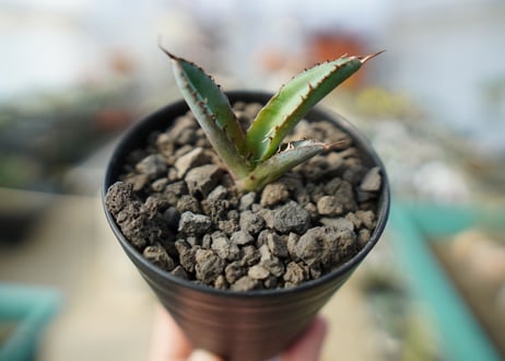 アガベ　チタノタ　 ブラックアンドブルー 　Agave titanota black and blue No.2