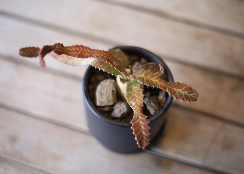 ユーフォルビア ステラータ Euphorbia stellata | mana's farm: