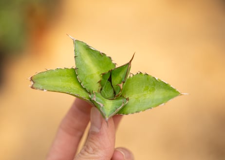 アガベ　チタノタ × ケルチョベイ　カキコ株