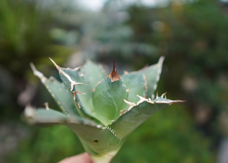 Agave titanota 白鯨 C NO.4