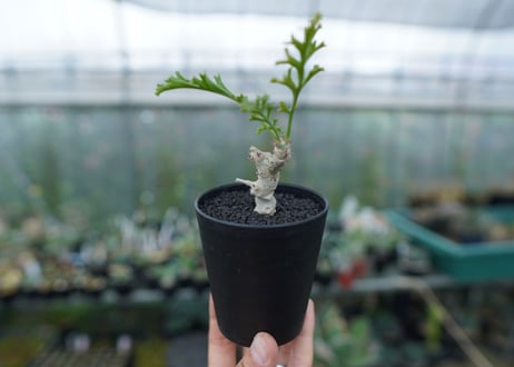 ペラルゴニウム　カルノーサム　Pelargonium carnosum
