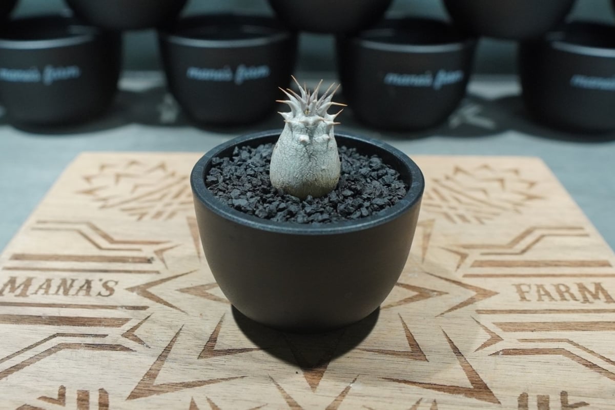 パキポディウム デンシフローラム 沖縄実生株 No.3 | mana's farm:塊根