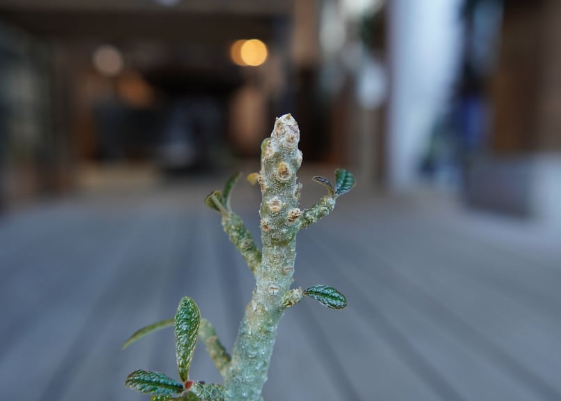 ドルステニア ギガス Dorstenia gigas | mana's farm:塊根植物・ア