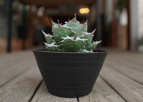 agave titanota　FO76　強棘type