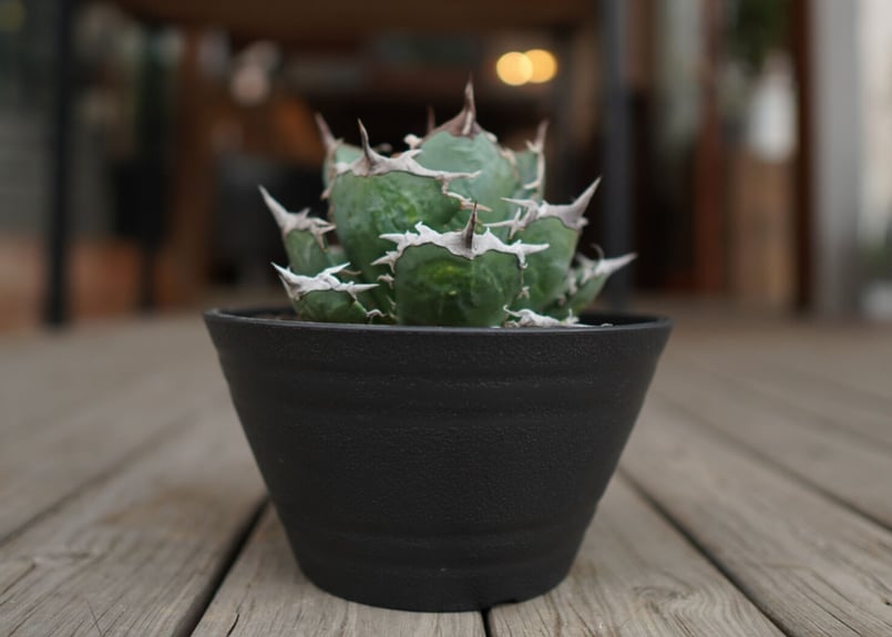 agave titanota FO76 強棘type | mana's farm:塊根植物・ア