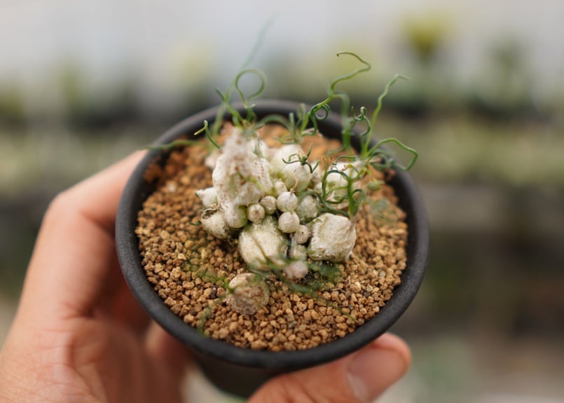 オーニソガラム トルツオスム NO.1 | mana's farm:塊根植物・アガベ