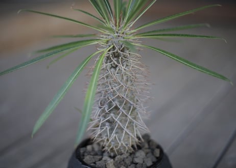 パキポディウム   ラメリー Pachypodium lamerei