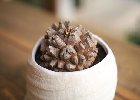 亀甲竜 Dioscorea elephantipes
