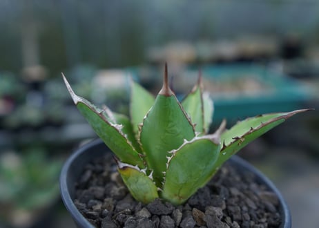 アガベ　チタノタ　剣竜　Agave titanota Kenryu