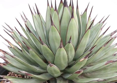 Agave Royalspine