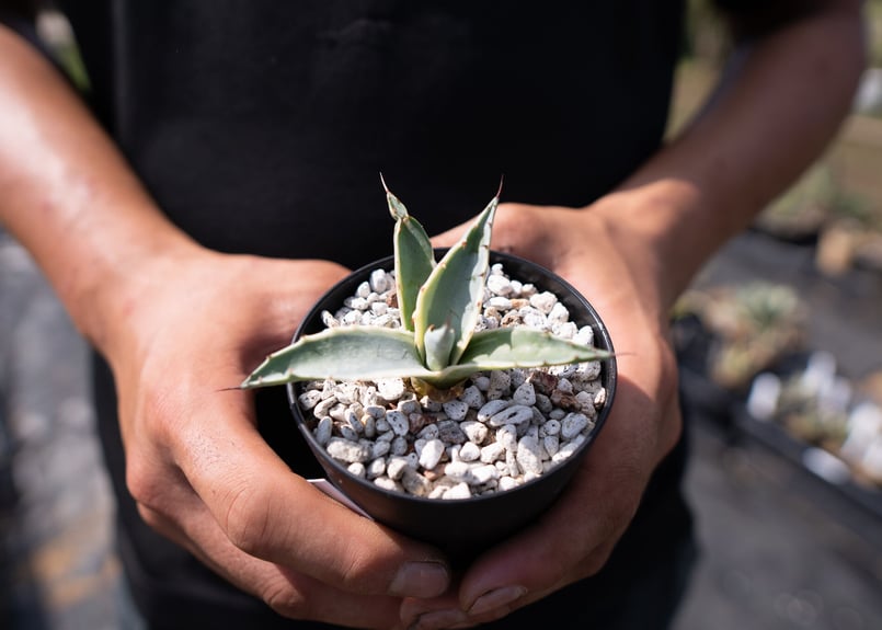 Agave parrasana 'Impressionist' カキコ | mana's fa