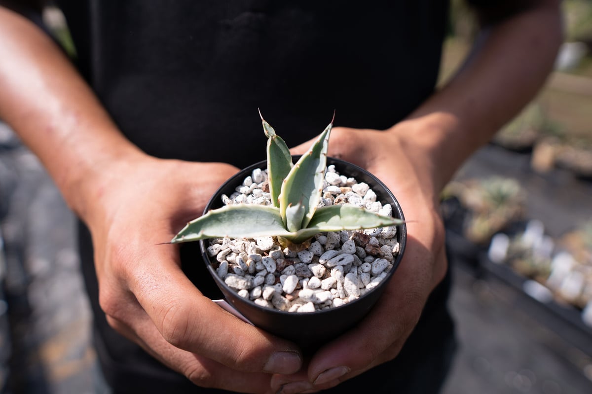 Agave parrasana 'Impressionist' カキコ | mana's gr...