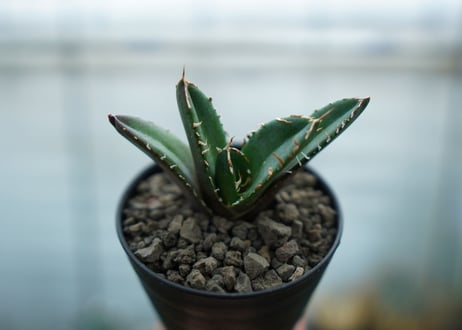 アガベ　チタノタ　鬼爪雪峰  Agave titanota “Onitsume Yukimine"　No.3