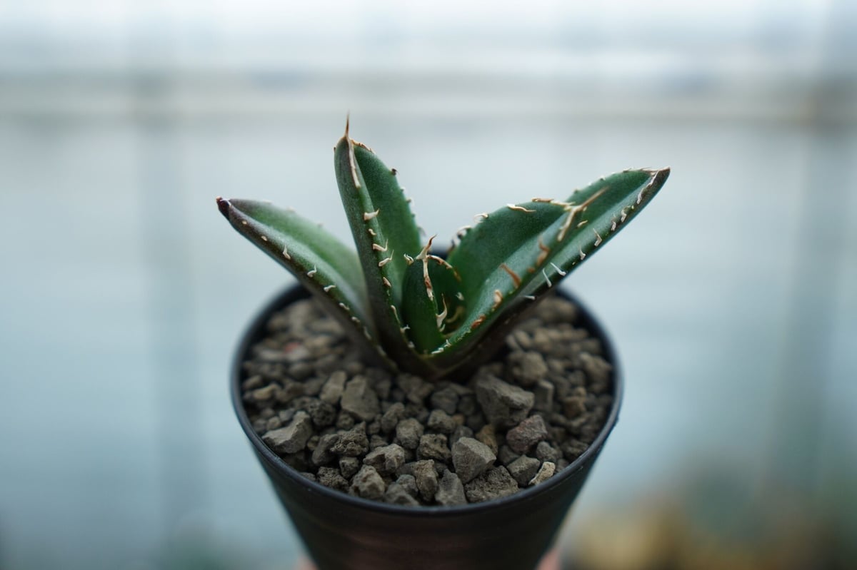 アガベ チタノタ 鬼爪 雪峰 アガベ チタノタ 鬼爪雪峰 Agave titanota “Onitsume Yukimin