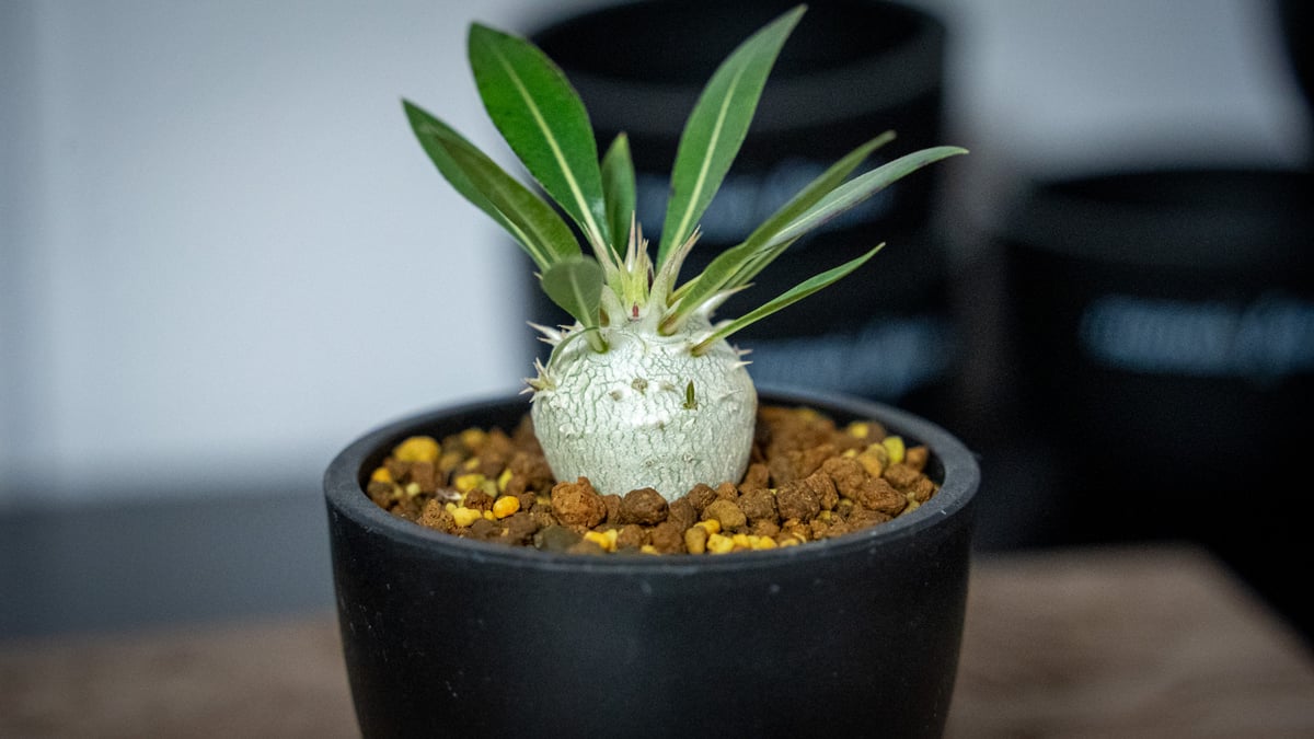 パキポディウム ロスラーツム Pachypodium rosulatum | mana's f