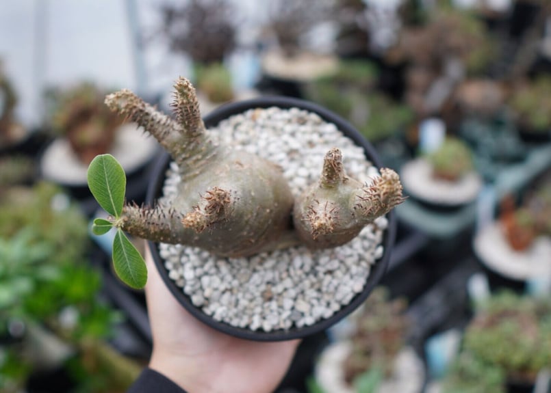 パキポディウム マカイエンセ Pachypodium Makayense NO.2 | man