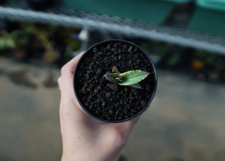 アガベ　チタノタ　白鯨　Agave titanota White whale　 A18