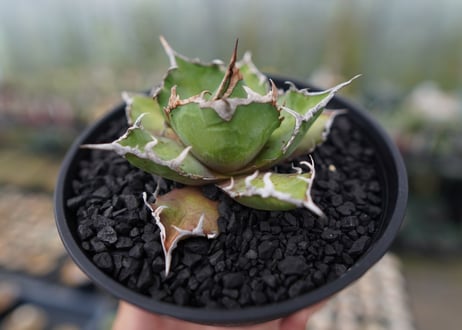 アガベ チタノタ シーザー agave titanota caesar　No.1