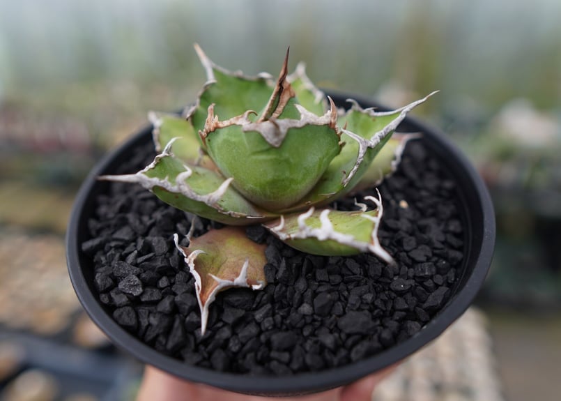 アガベ チタノタ シーザー agave titanota caesar No.1 | mana