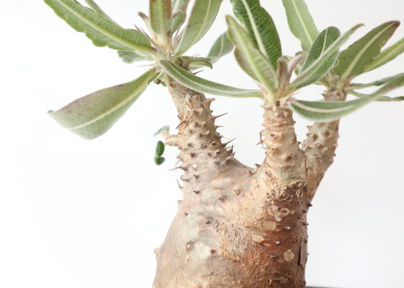 パキポディウム カクチペス | mana's farm:塊根植物・アガベ・ドライ