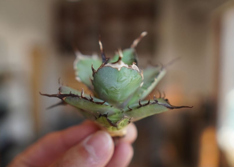 アガベ チタノタ ハデス アガベ・チタノタ ハデス (黒帝斯) 小株-033｜agave titanota