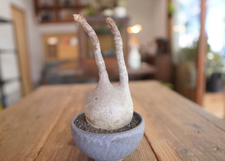 パキポディウム　グラキリス　 Pachypodium Gracilius