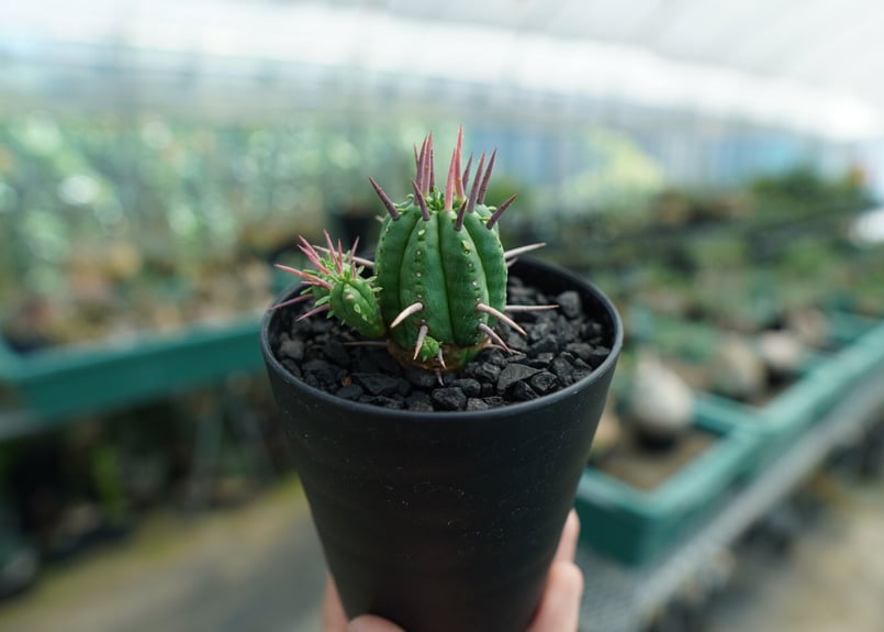 ユーフォルビア フェロックス Euphorbia ferox No.1 | mana's f