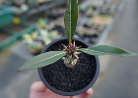 パキポディウム　バロニー　Pachypodium baronii  No.2