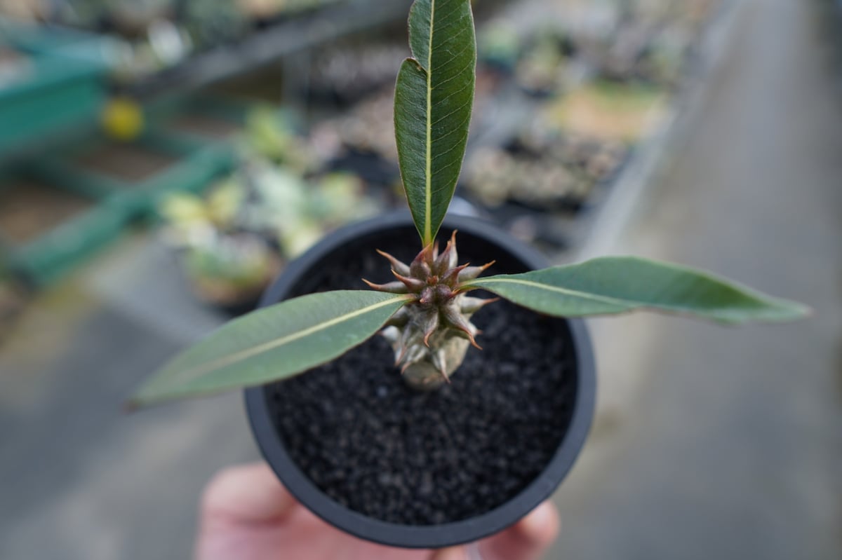 パキポディウム バロニー Pachypodium baronii パキポディウム バロニー Pachypodium baronii | mana's farm: