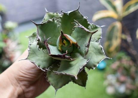 Agave titanota FO-76 A NO.2