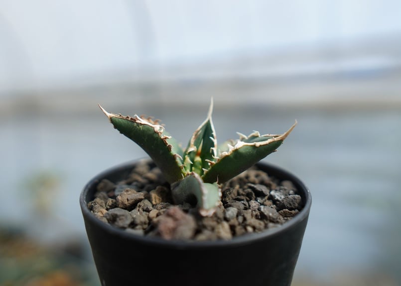 アガベ　Agave 狼人　狼人系　実生 アガベ Agave 狼人 狼人系 実生