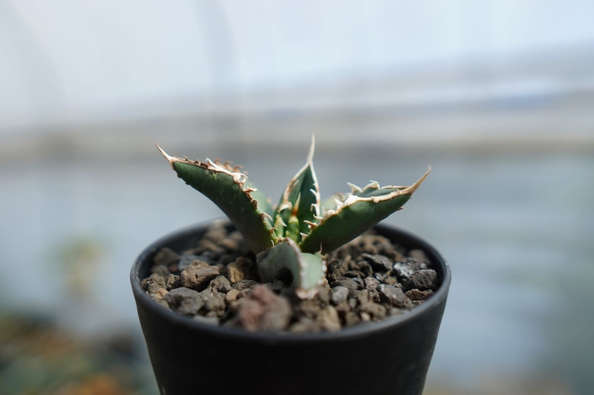アガベ チタノタ 狼人 agave titanota 