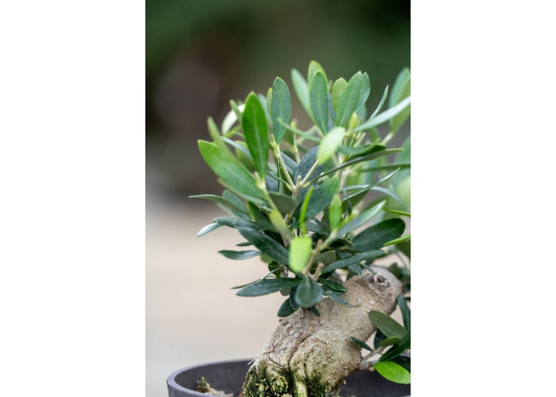 盆栽 オリーブ 根上がり】 ルッカ | mana's farm:塊根植物・アガベ