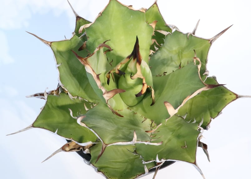 アガベ チタノタfo-076 アガベ チタノタ FO-076 チタノタ FO-076 モンストっぽい葉に裏棘