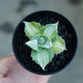 ファーストアガベ、セカンドアガベにオススメ品種をアップします