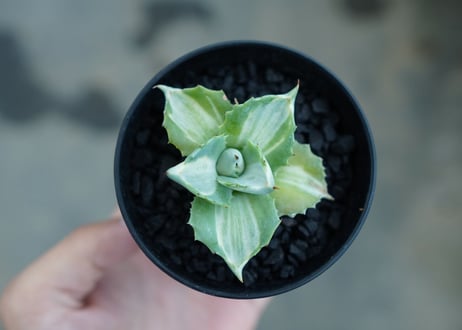 アガベ　王妃雷神錦　Agave　“Ohi Raijin Nishiki ”　No.2