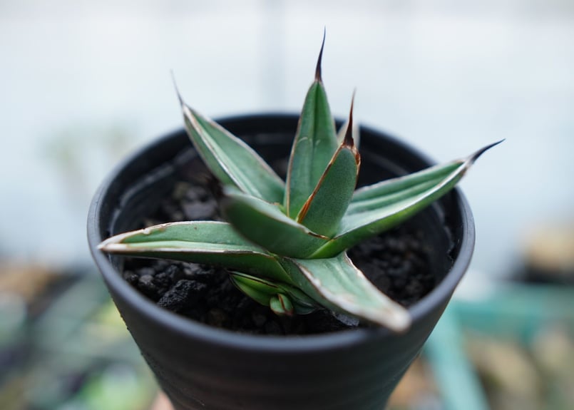 アガベ ニッケルシー Agave nickelsiae No.2 | mana's farm