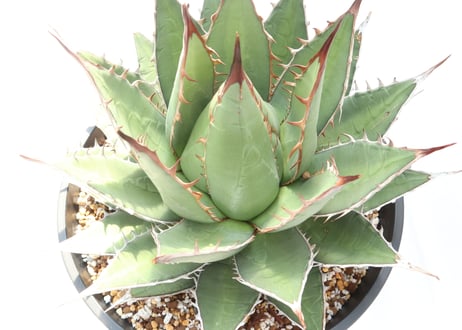 Agave purpusorum syn A horrida ssp perotensis