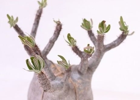 Pachypodium Gracilius パキポディウム  グラキリス  未発根  no.2