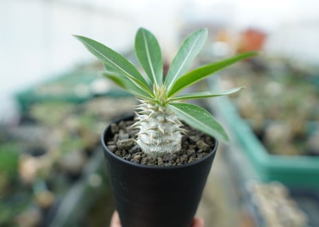 パキポディウム　デンシフローラム Pachypodium densiflorum